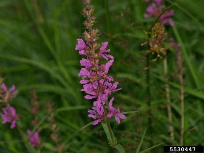 Purple Loosestrife Vermont Invasives